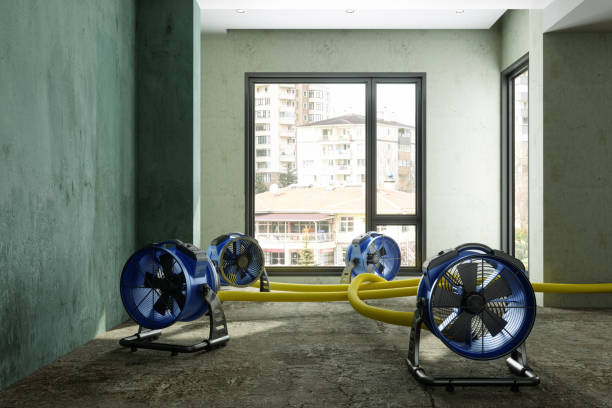 Best Mold removal after water damage  in Girard, IL